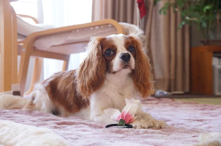 ペットがいるとマンション売却額は下がる?査定ポイントと価格を下げないコツ